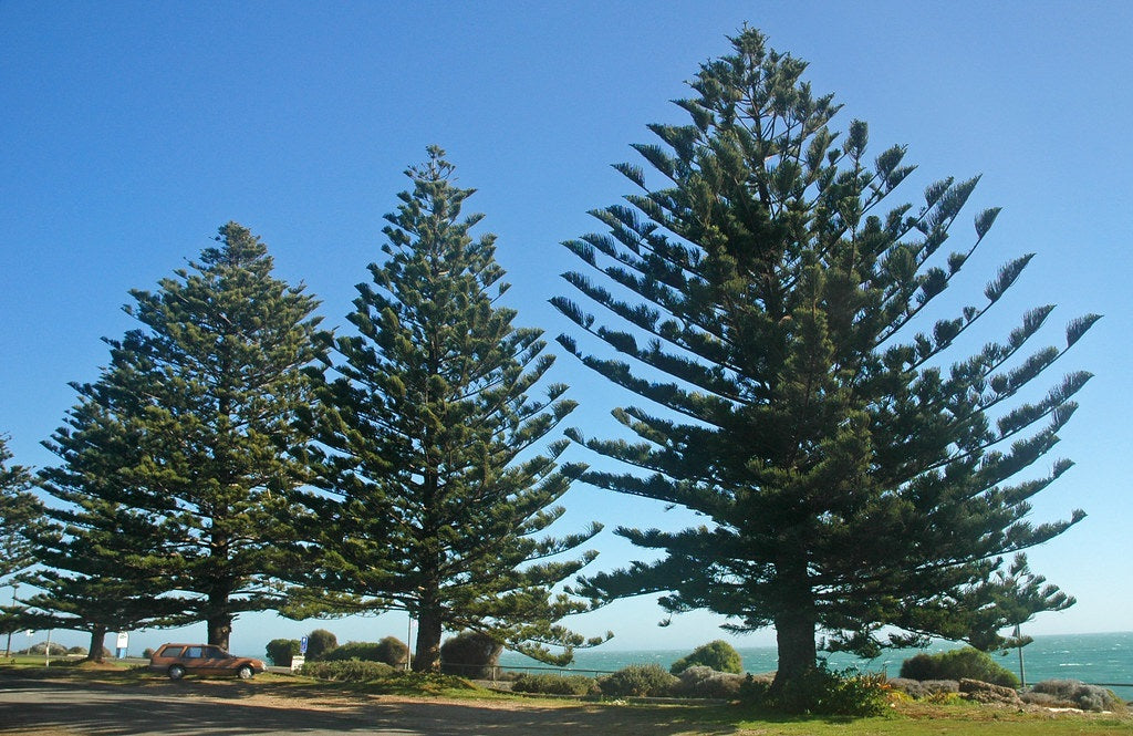 Araucaria heterophylla - Norfolk Island Pine