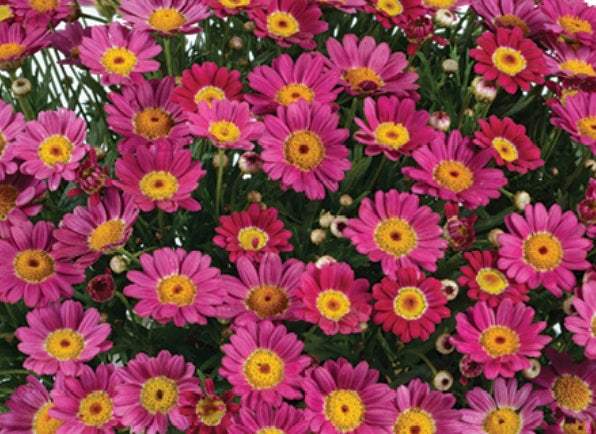 Argyranthemum frutescens - Angelic™ RUBY - Marguerite Daisy