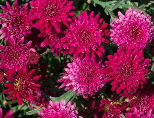 Argyranthemum frutescens - Madeira™ DOUBLE RED - Marguerite Daisy