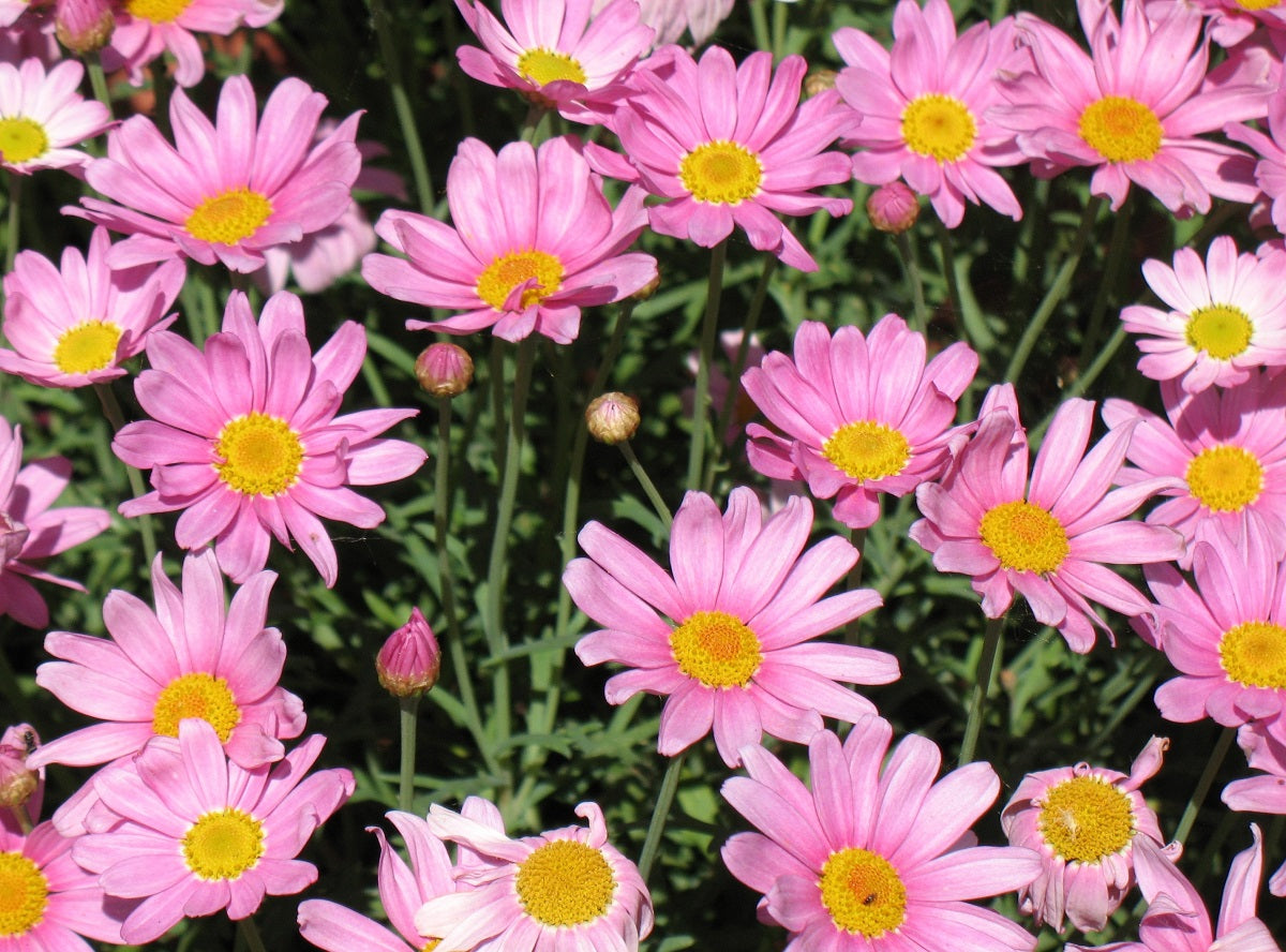 Argyranthemum frutescens - SINGLE PINK - Marguerite Daisy