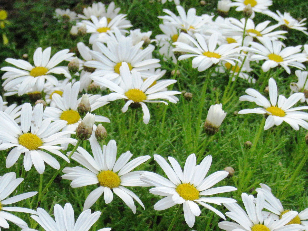 Argyranthemum frutescens - SINGLE WHITE - Marguerite Daisy
