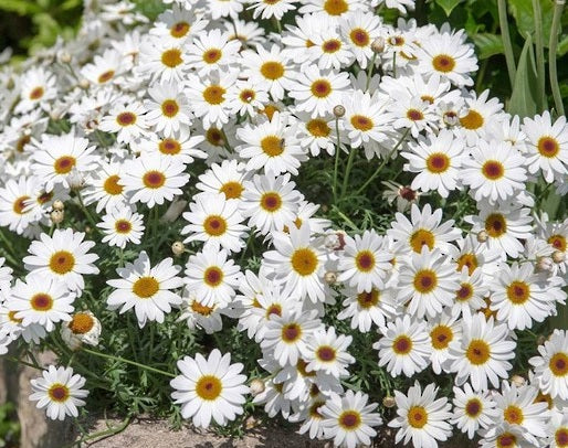 Argyranthemum frutescens - SINGLE WHITE - Marguerite Daisy