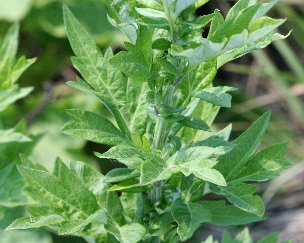 Mugwort - Artemisia vulgaris