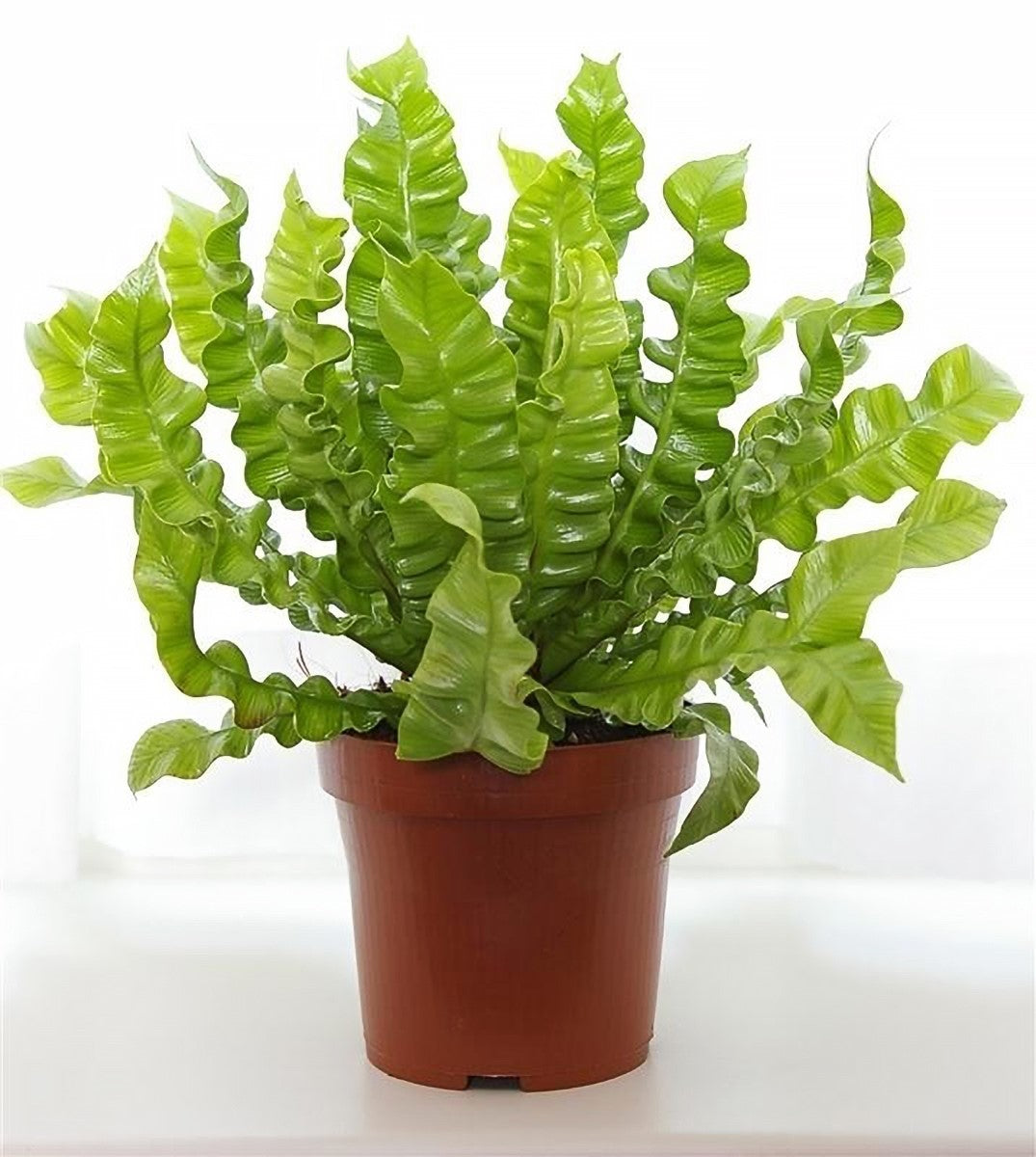Asplenium nidus - CRISPY WAVE - Birds Nest Fern 'MICHALA-2005' PBR
