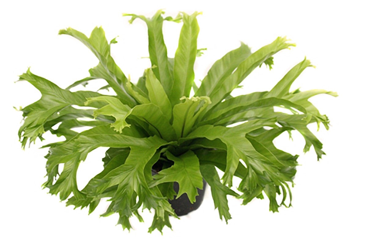 Asplenium antiquum - CRISSIE - Birds Nest Fern