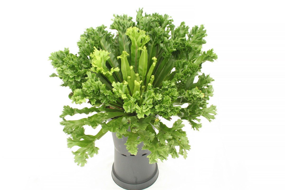 Asplenium antiquum - LESLIE - Crested Birds Nest Fern