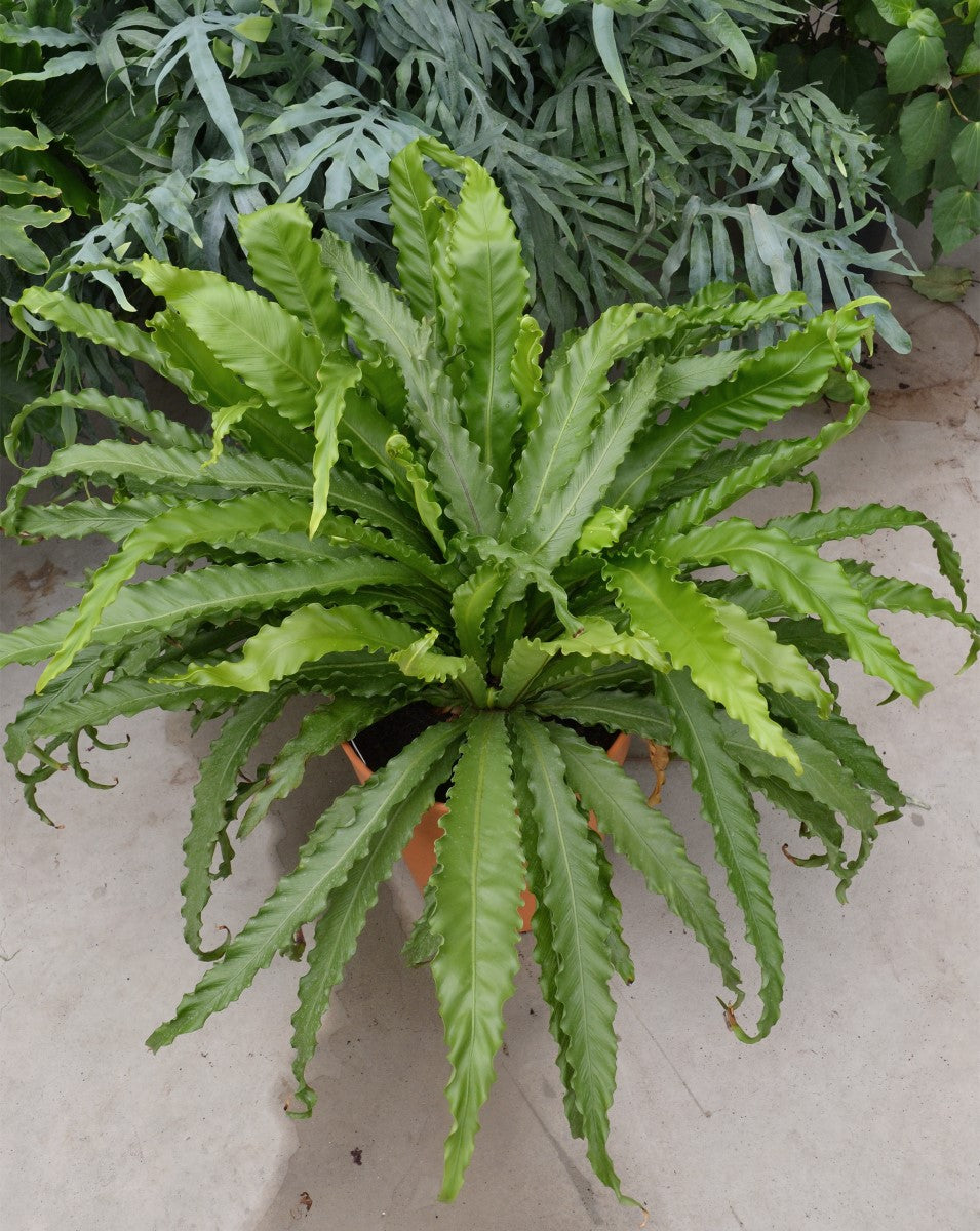 Asplenium antiquum - VICTORIA - Birds Nest Fern