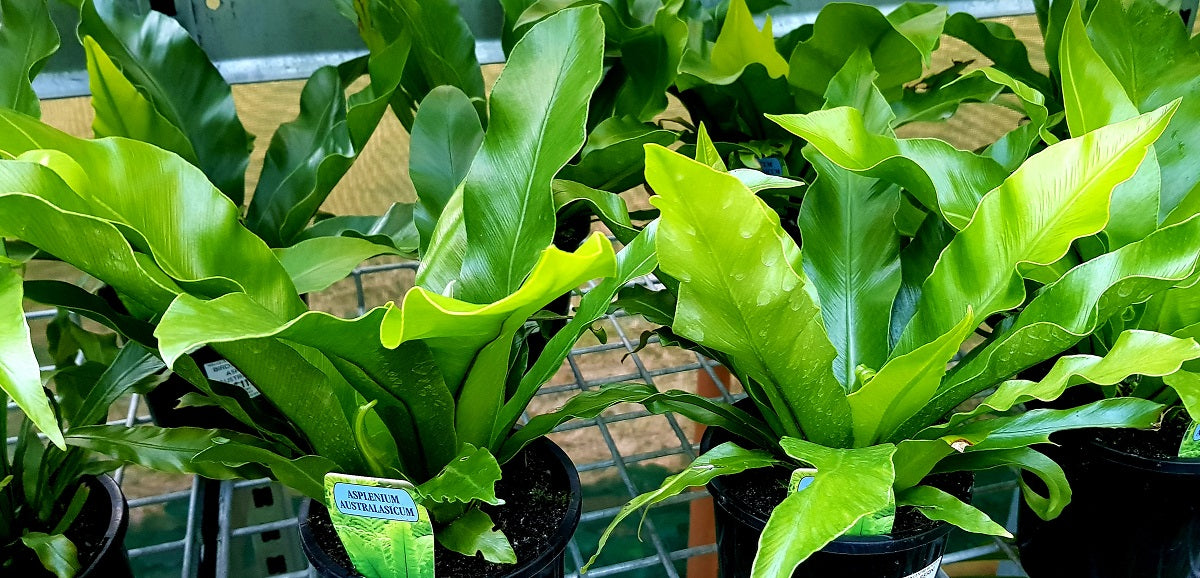 Asplenium australasicum - Birds Nest Fern