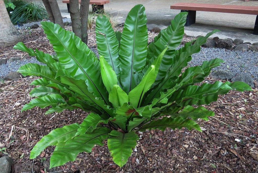 Asplenium nidus - Birds Nest Fern