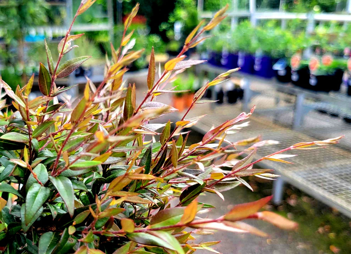 Austromyrtus dulcis - Midyim Berry