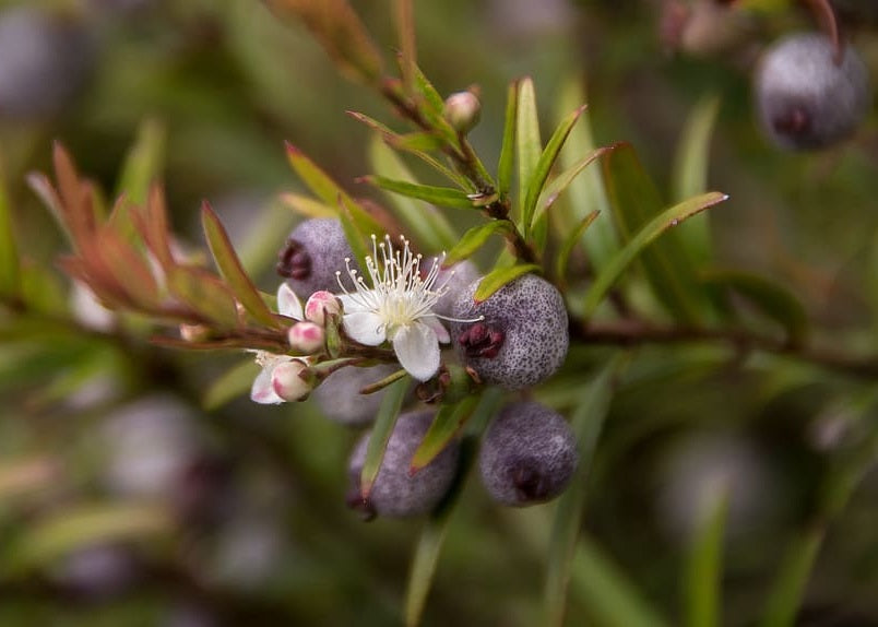 Austromyrtus dulcis - Midyim Berry