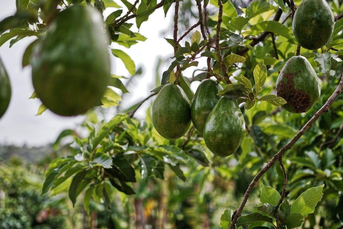 Persea americana - FUERTE SMOOTH - Avocado Grafted