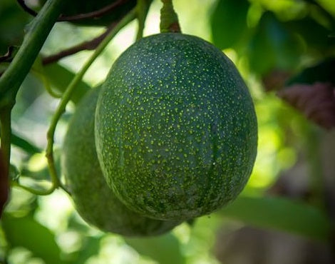 Persea americana - REED - Avocado