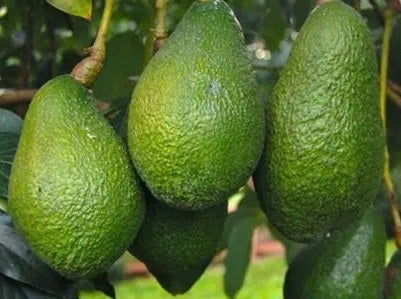 Persea americana - WURTZ - Semi-Dwarf Avocado Grafted