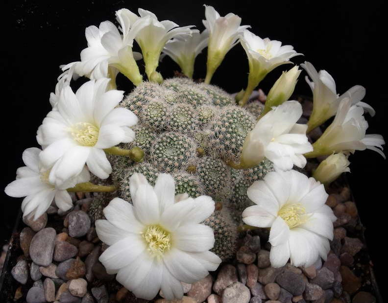 Aylostera albiflora - White Alpine Cactus