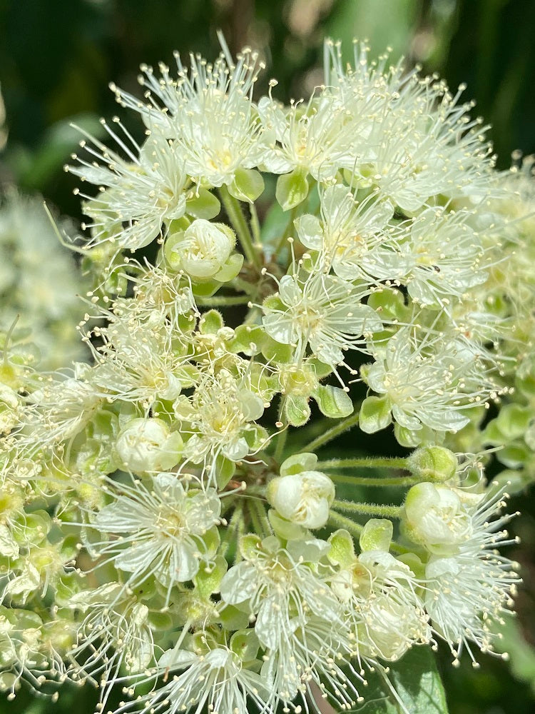 Backhousia citriodora - Lemon Myrtle
