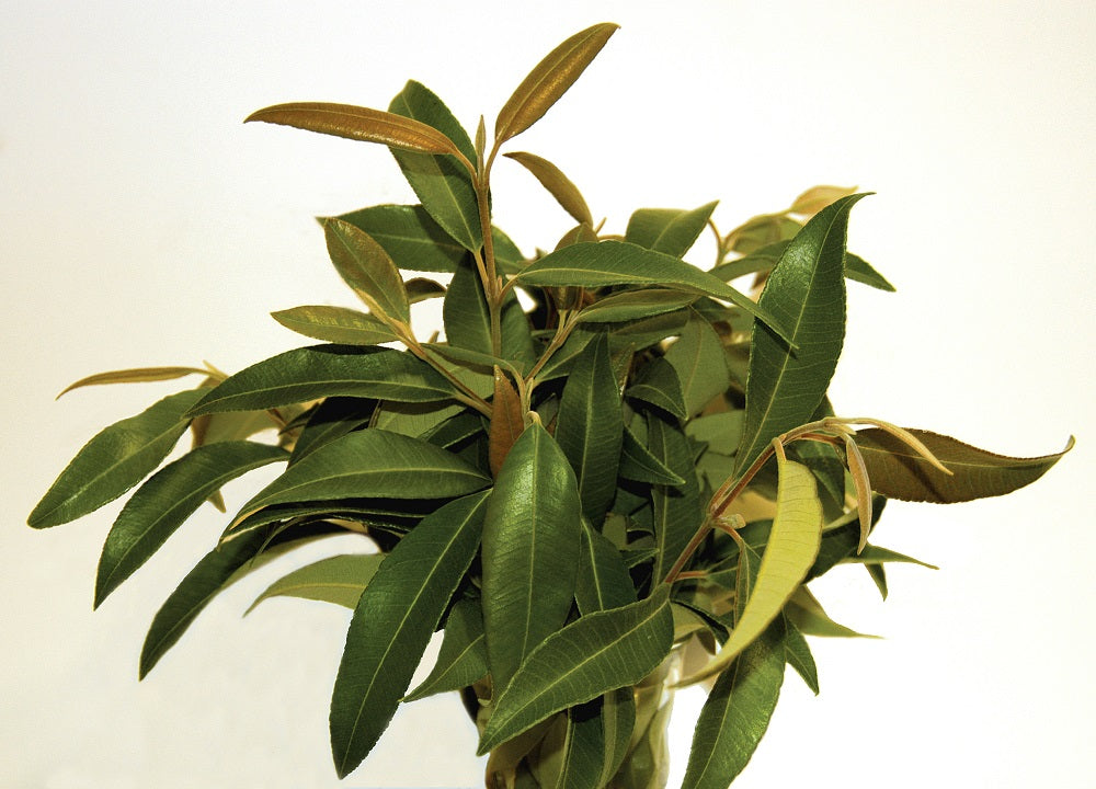 Backhousia citriodora - Lemon Myrtle