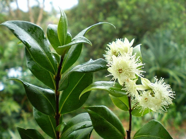 Backhousia myrtifolia - Cinnamon Myrtle Tucker Bush