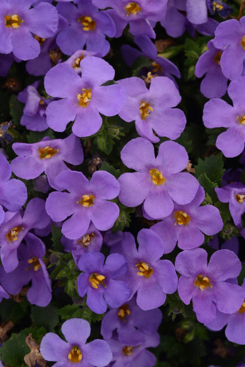 Chaenostoma cordatum - Megacopa™ BLUE - Bacopa