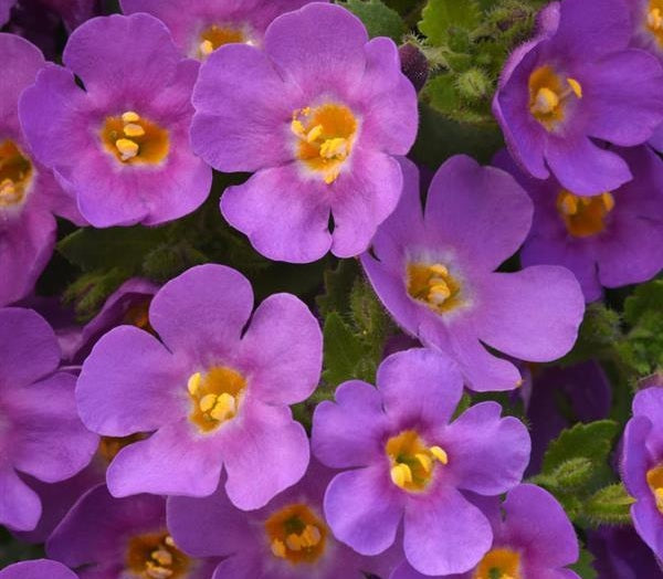 Chaenostoma cordatum - Megacopa™ PLUM - Bacopa