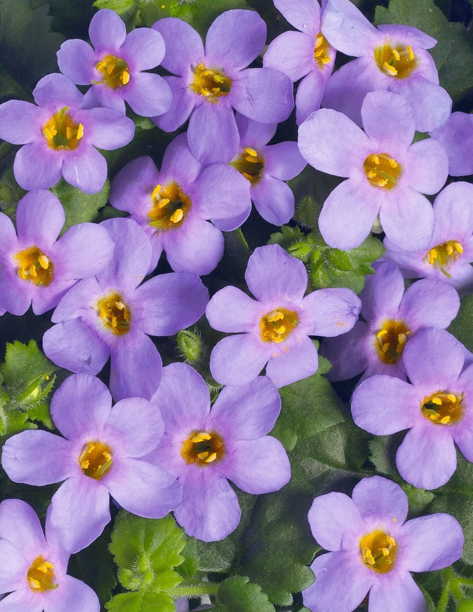 Chaenostoma cordatum - Megacopa™ SKY BLUE - Bacopa
