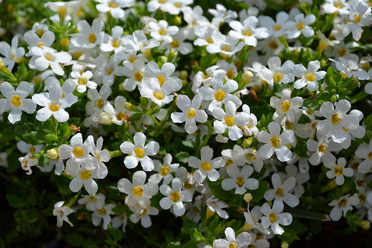 Chaenostoma cordatum - SNOWTOPIA - Bacopa