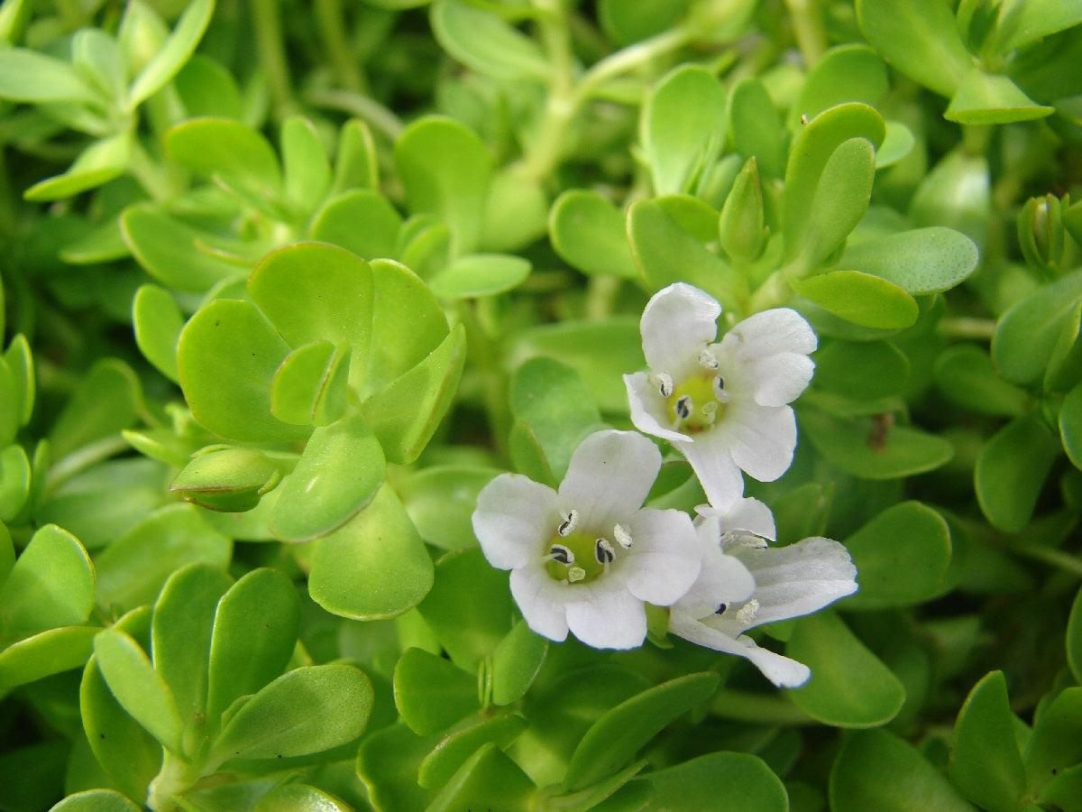 Bacopa monnieri - Brahmi Water Plant