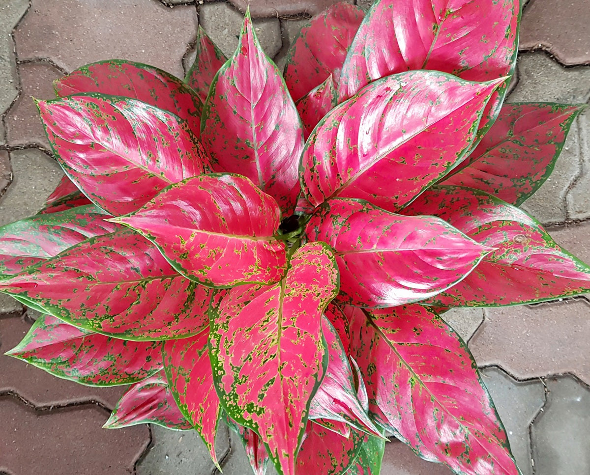 Aglaonema commutatum - DANG MONGKOL - Chinese Evergreen