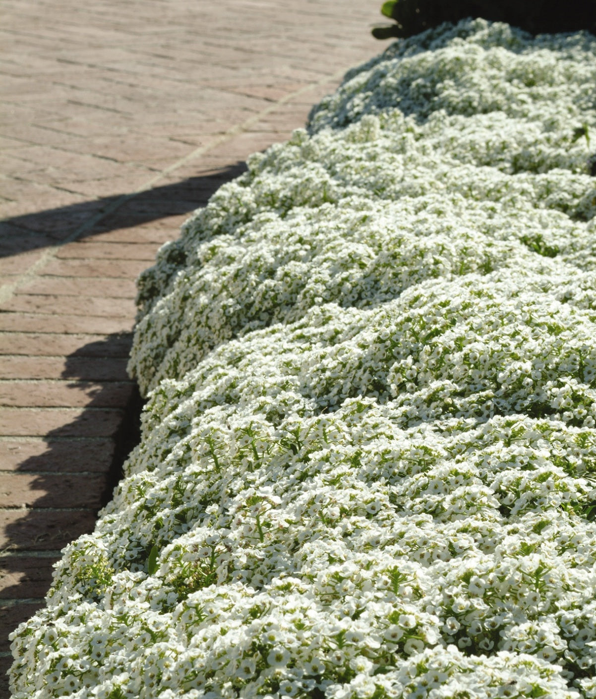 Lobularia maritima - CLEAR CRYSTAL WHITE - Sweet Alyssum