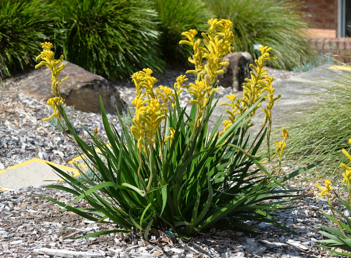 Anigozanthos - BUSH SUNBURST - Kangaroo Paw 'KPSUNB' PBR