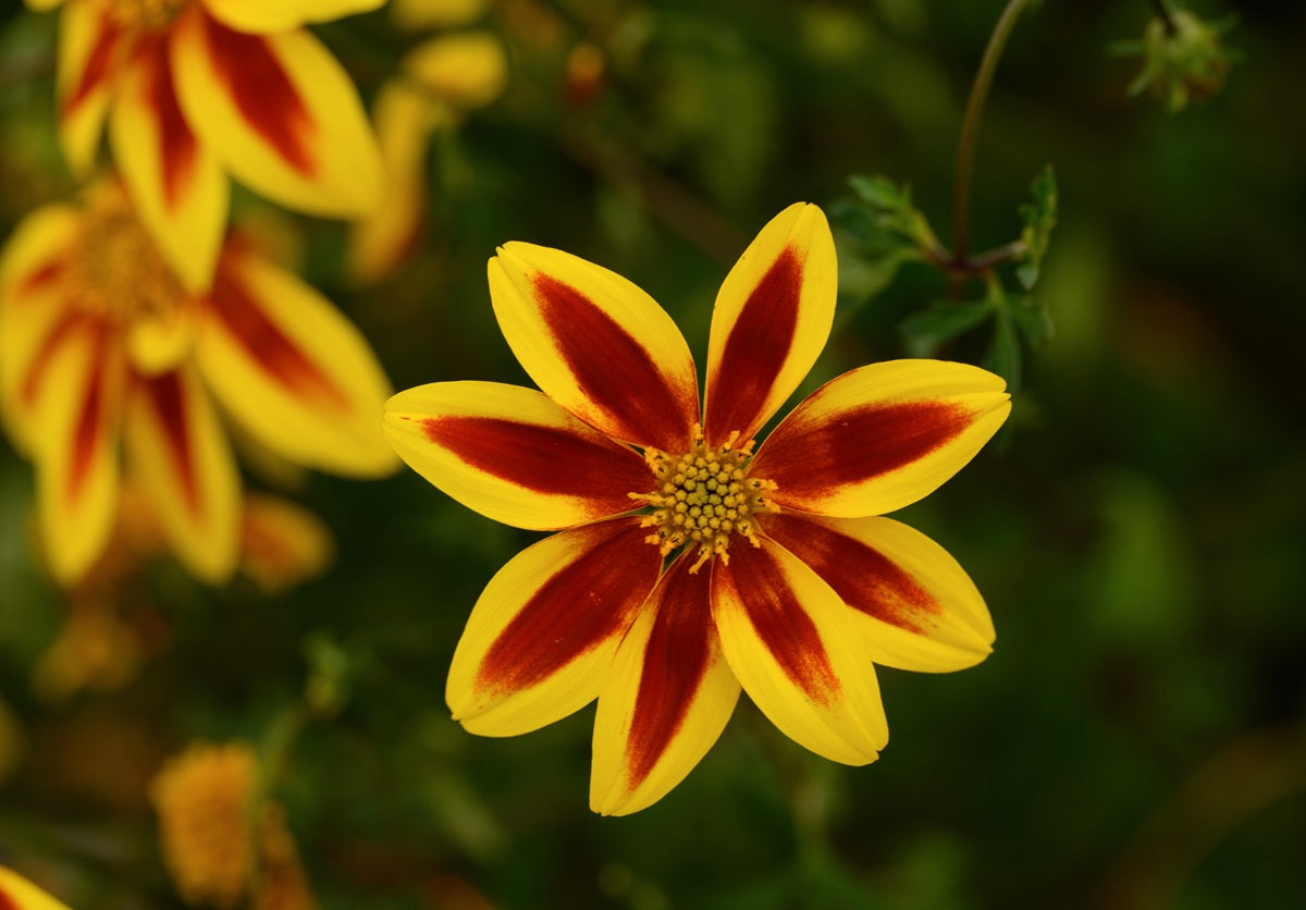 Bidens ferulifolia - BLAZING STAR - Apache Beggarticks