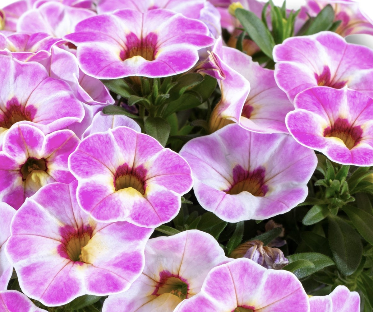 Calibrachoa - Calipetite® PINK SPLASH - Million Bells Petunia