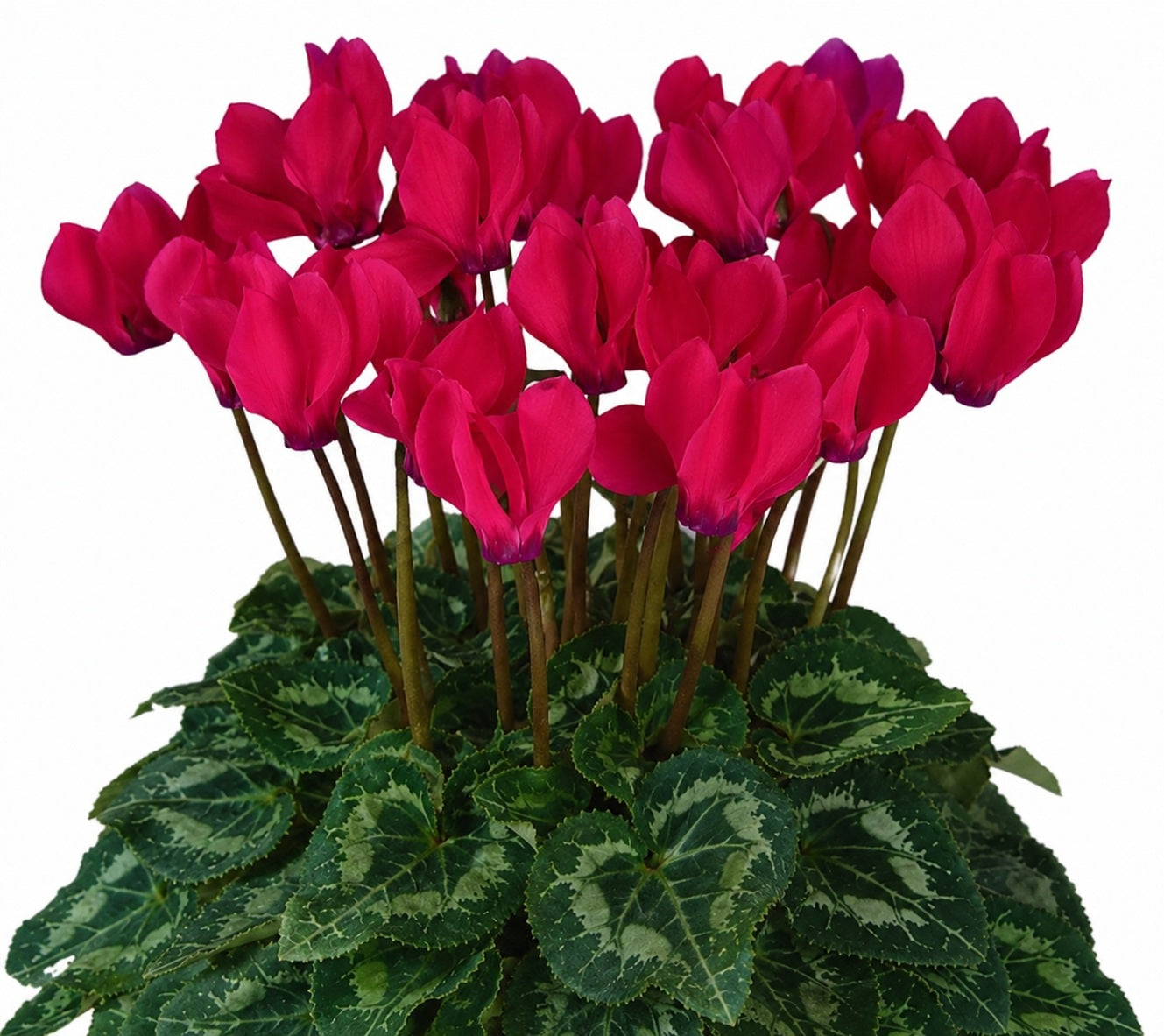 Cyclamen persicum - METIS ROSE - Florist's Cyclamen