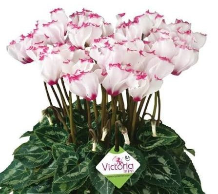 Cyclamen persicum - METIS VICTORIA - Florist's Cyclamen