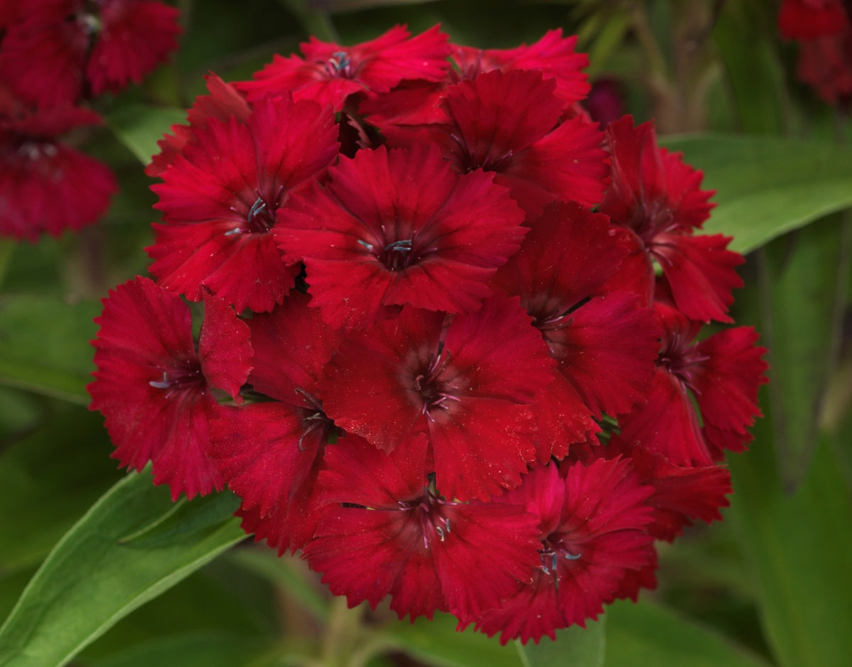 Dianthus barbatus - Dart™ RASPBERRY - Sweet William