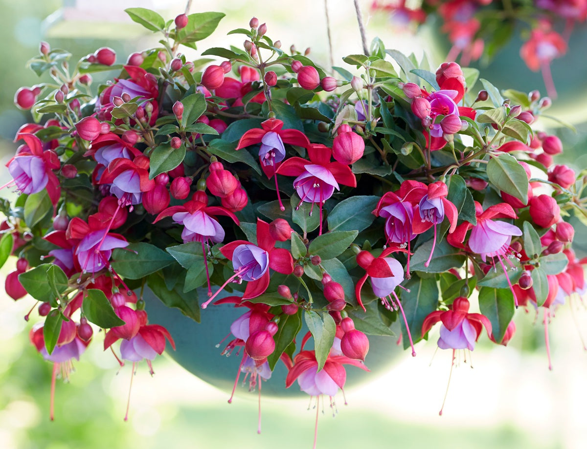 Fuchsia - BELLA LYDIA