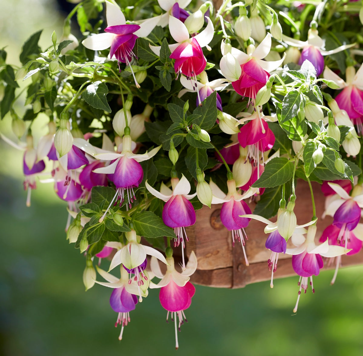 Fuchsia - BELLA NORA