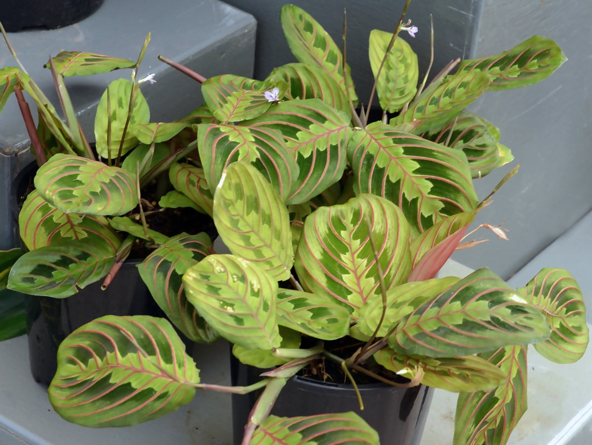 Maranta leuconeura var. erythroneura - FASCINATOR - Prayer Plant