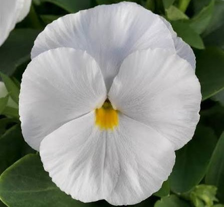 Pansy - CLEAR WHITE - Viola x wittrockiana