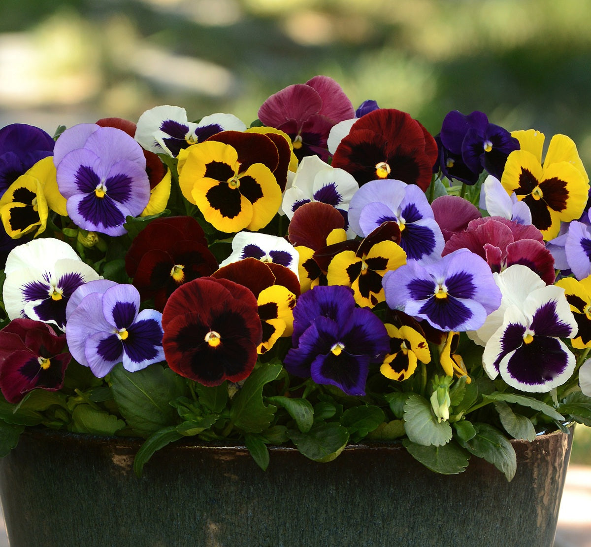 Pansy - Matrix™ BLOTCH MIX - Viola x wittrockiana