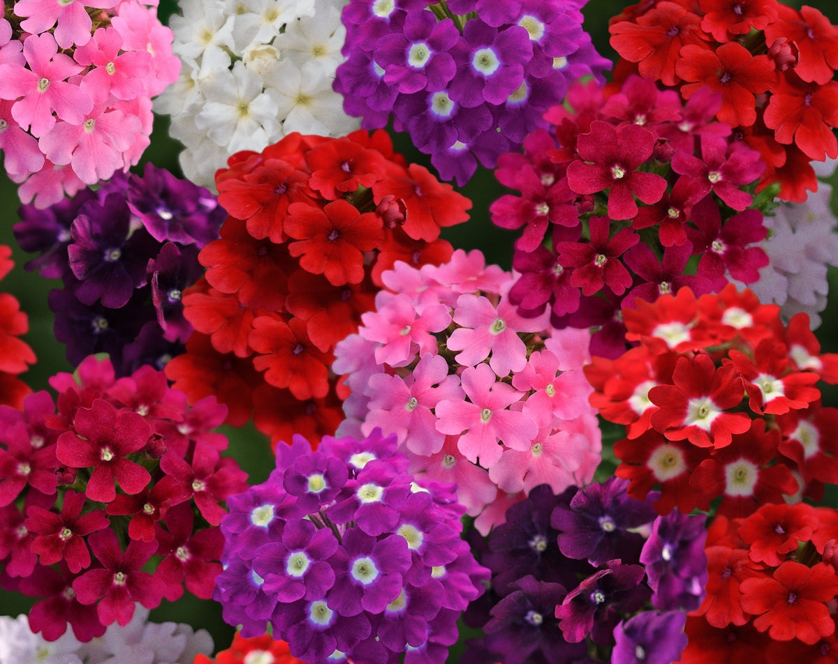Verbena x hybrida - QUARTZ MIX - Mock Vervain