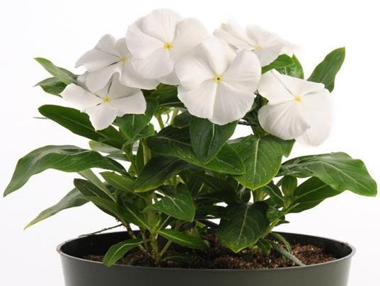 Vinca - PACIFICA WHITE - Catharanthus roseus