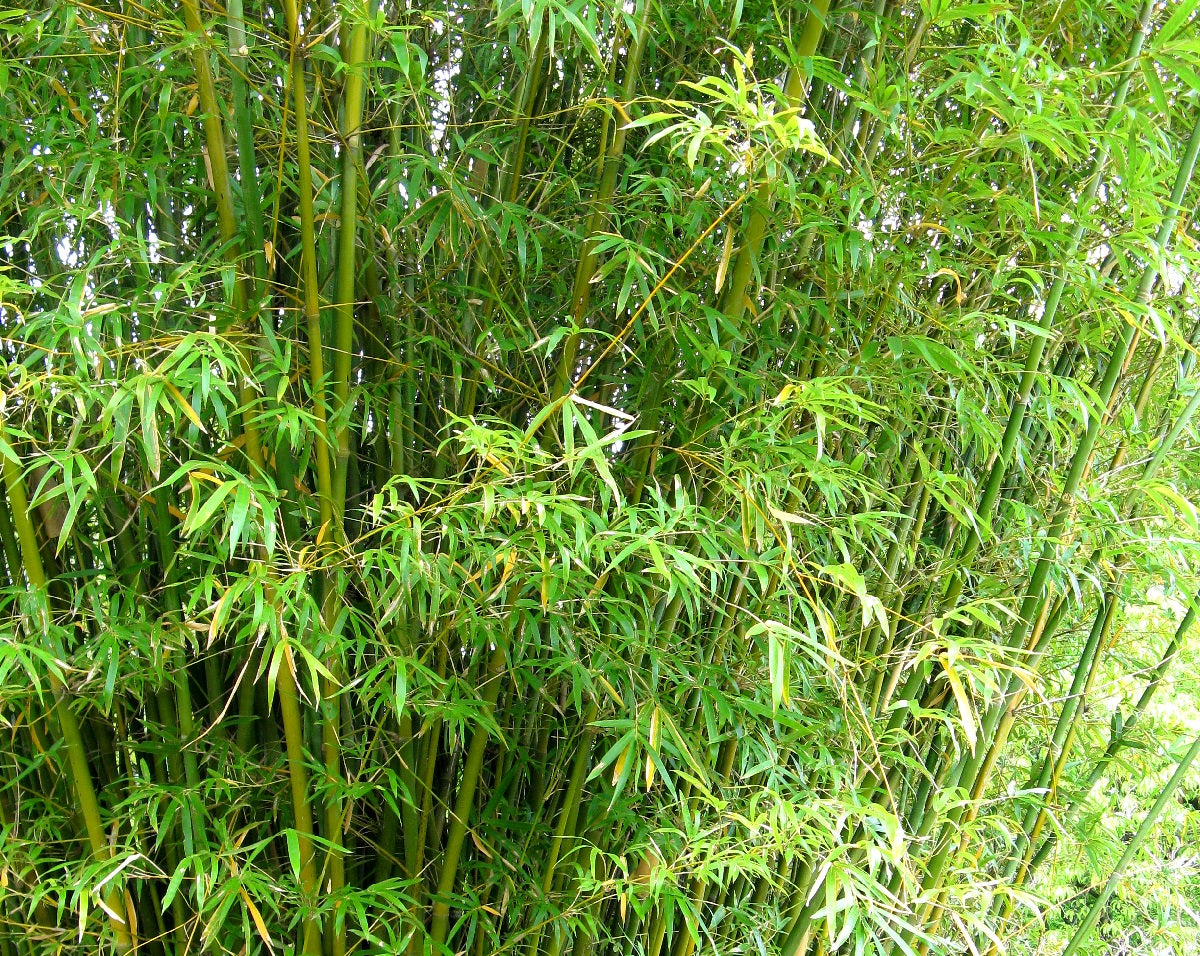 Bambusa multiplex - WILLOWY - Bamboo