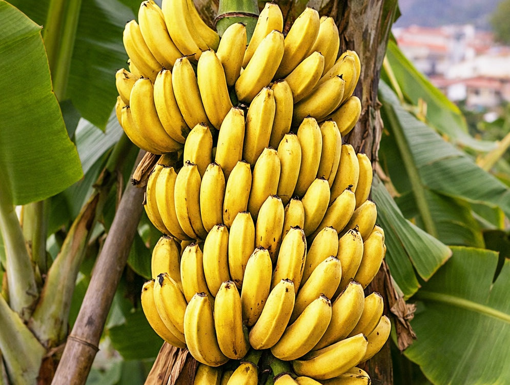 Musa x paradisiaca - SUPER DWARF CAVENDISH - Dwarf Banana