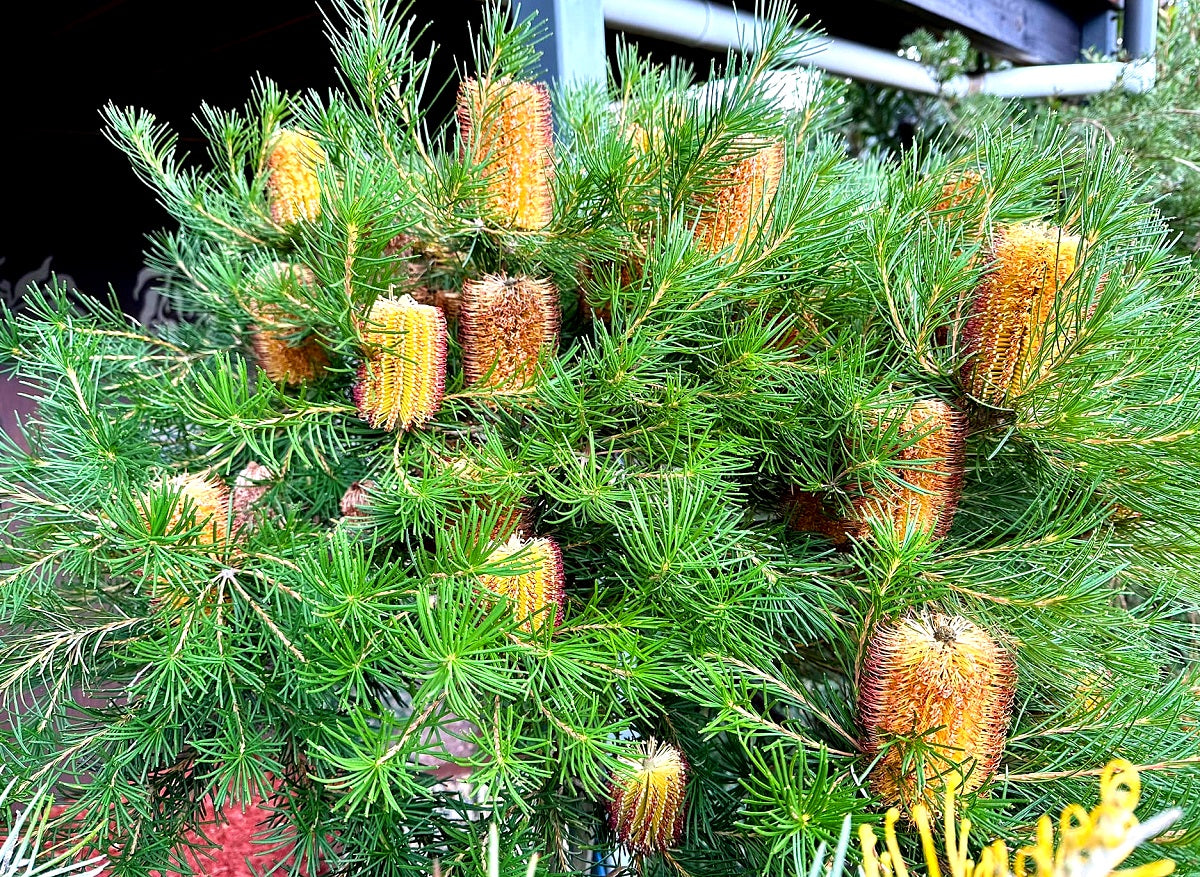 Banksia spinulosa - BIRTHDAY CANDLES - Hairpin Banksia