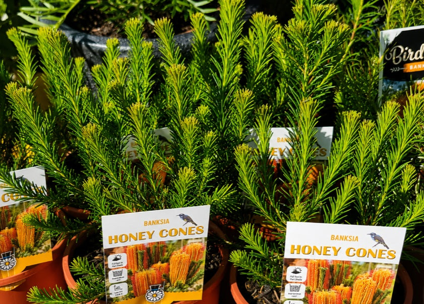 Banksia ericifolia - HONEY CONES - Lantern Banksia