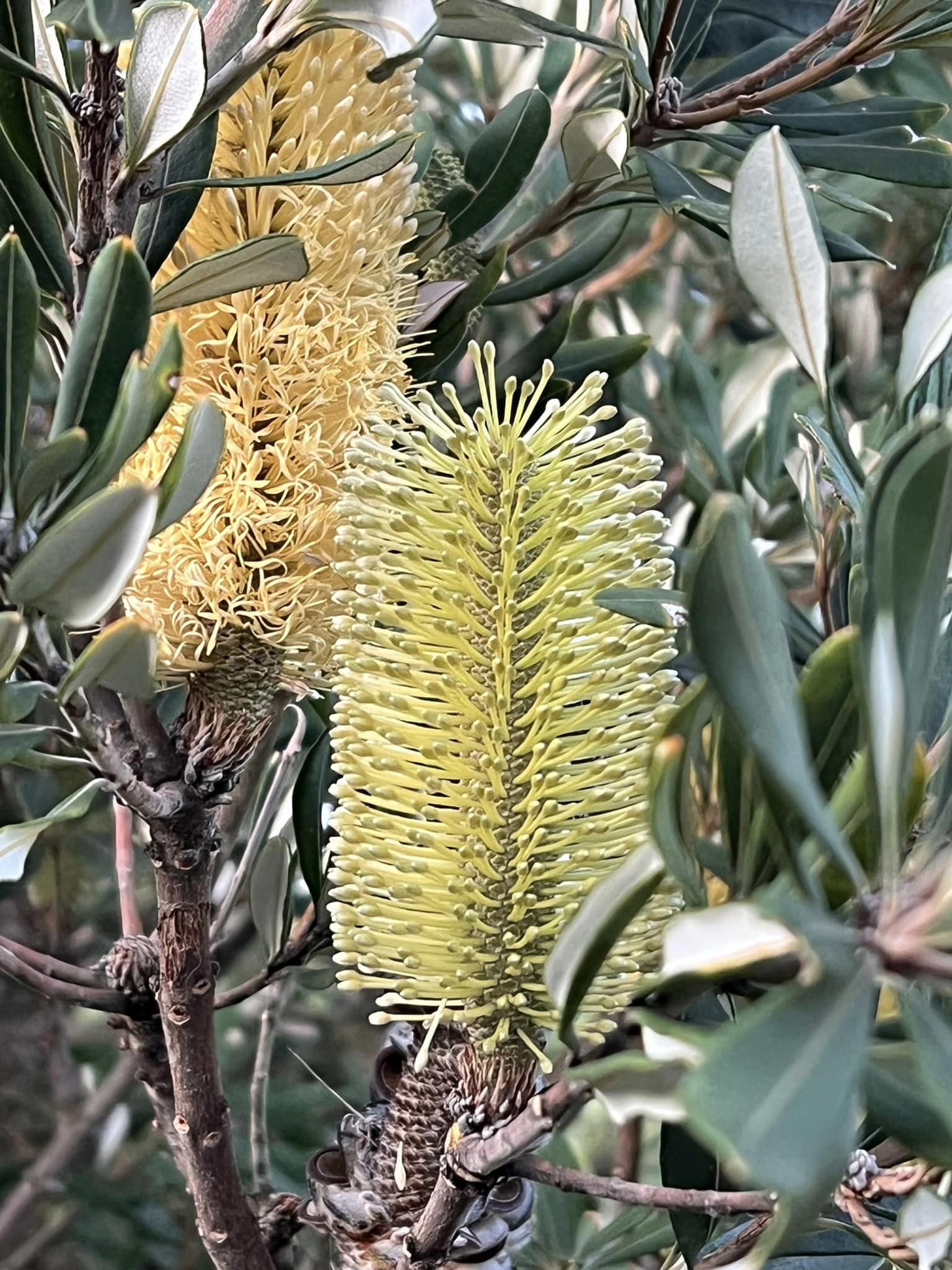 Banksia integrifolia - SENTINEL - Coast Banksia 'BIT 11' PBR