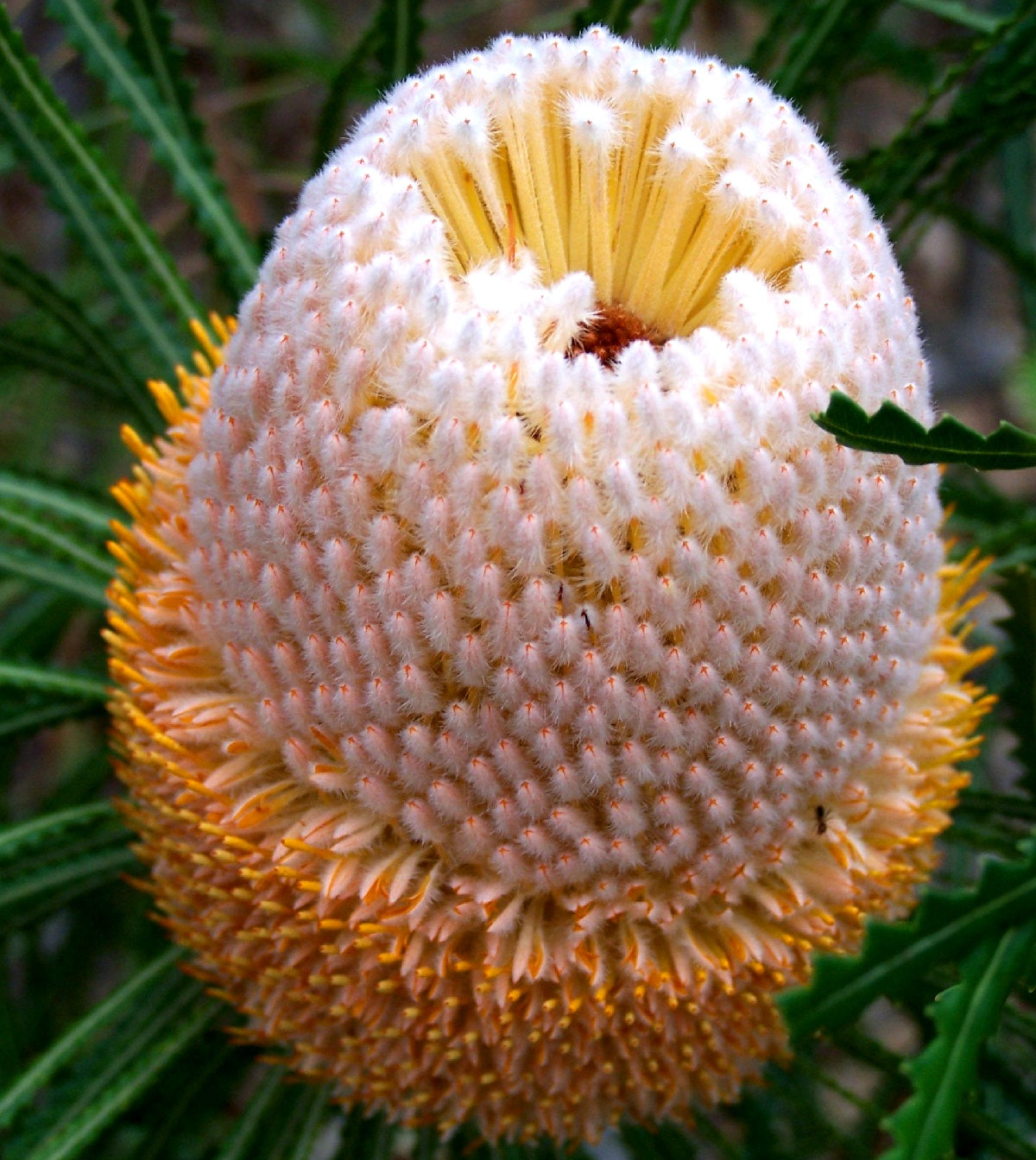 Banksia hookeriana - Hookers Banksia