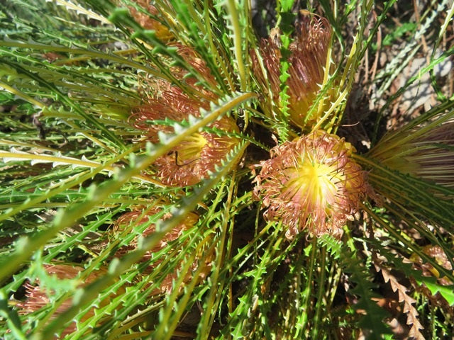 Banksia nivea - Honeypot Banksia