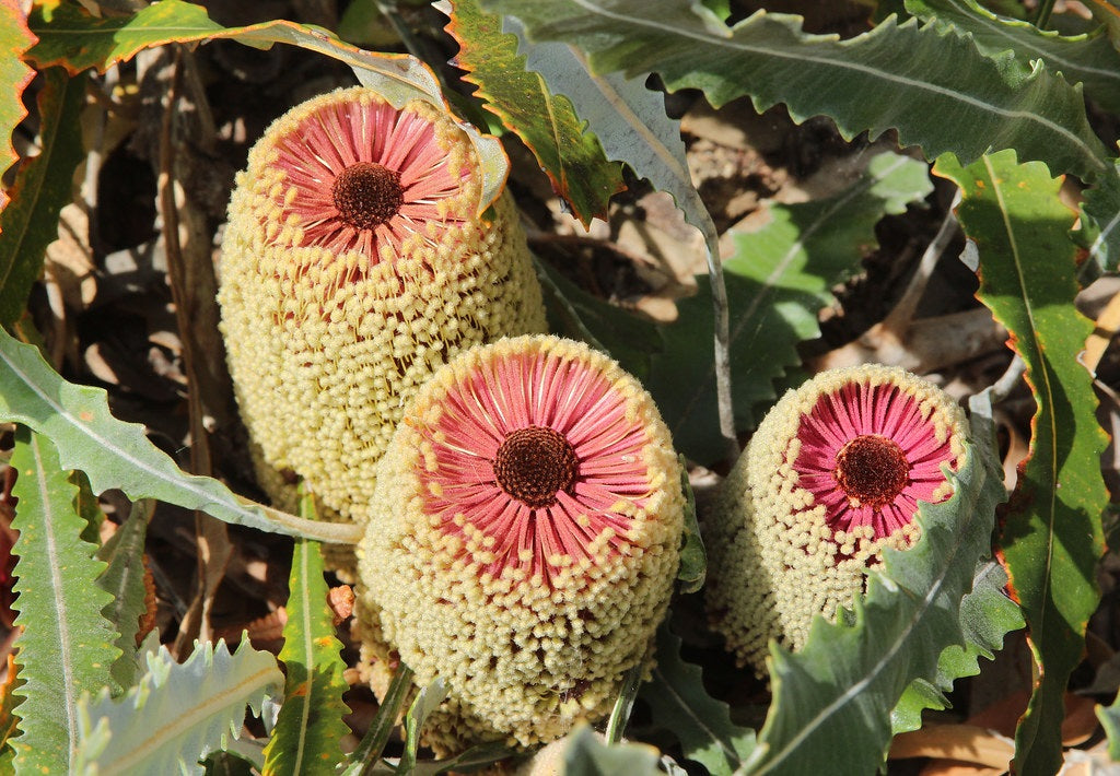 Banksia petiolaris - Creeping Banksia